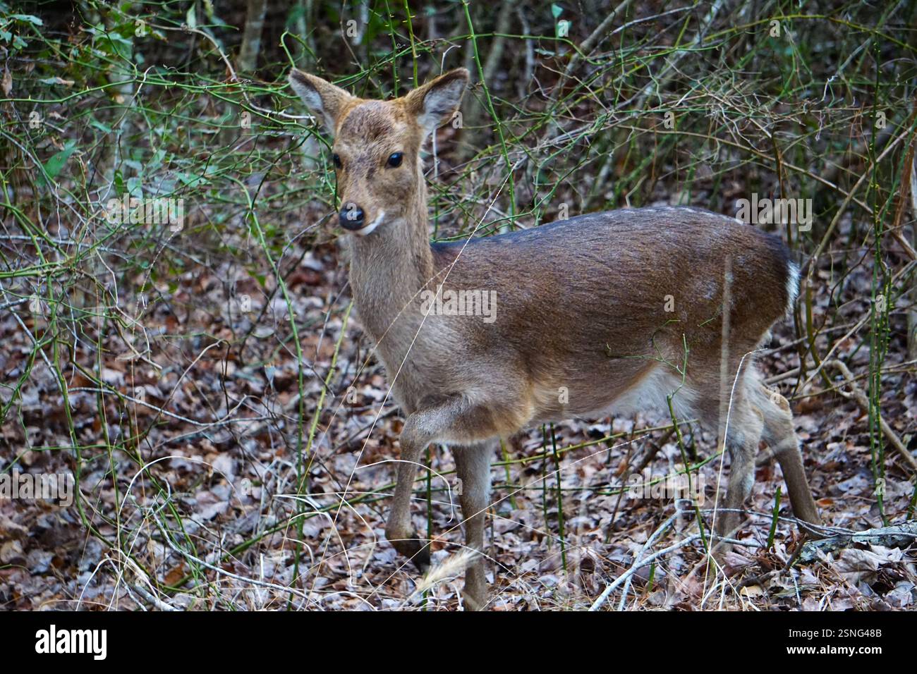 Prudent et timide, un jeune cerf lève la tête avec ses grands yeux noirs dans la forêt de Chincoteague Island, en Virginie. Banque D'Images