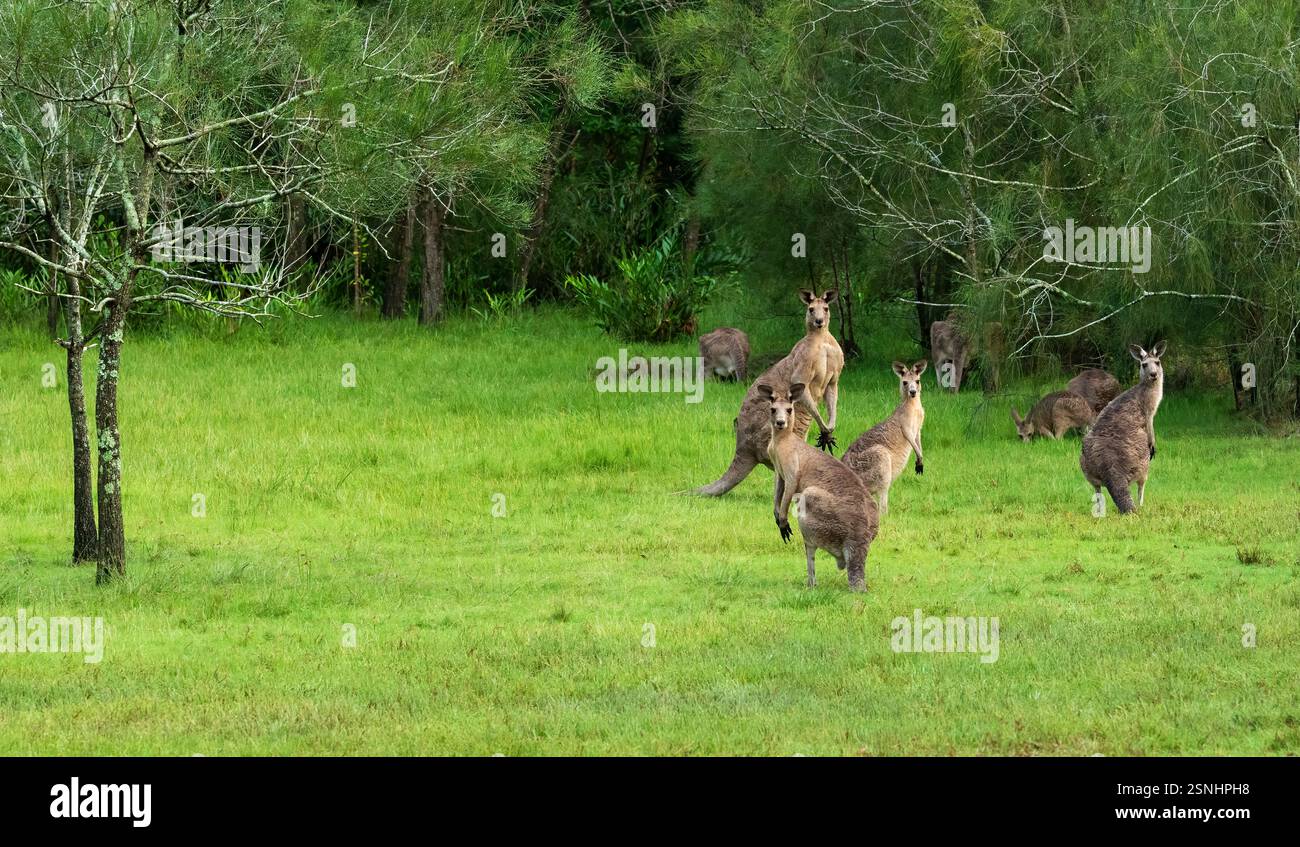 Bande de kangourous gris mangeant de l'herbe verte avec les oreilles piquées et étant vigilant dans la brousse à la Gold Coast, Queensland, Australie. Banque D'Images