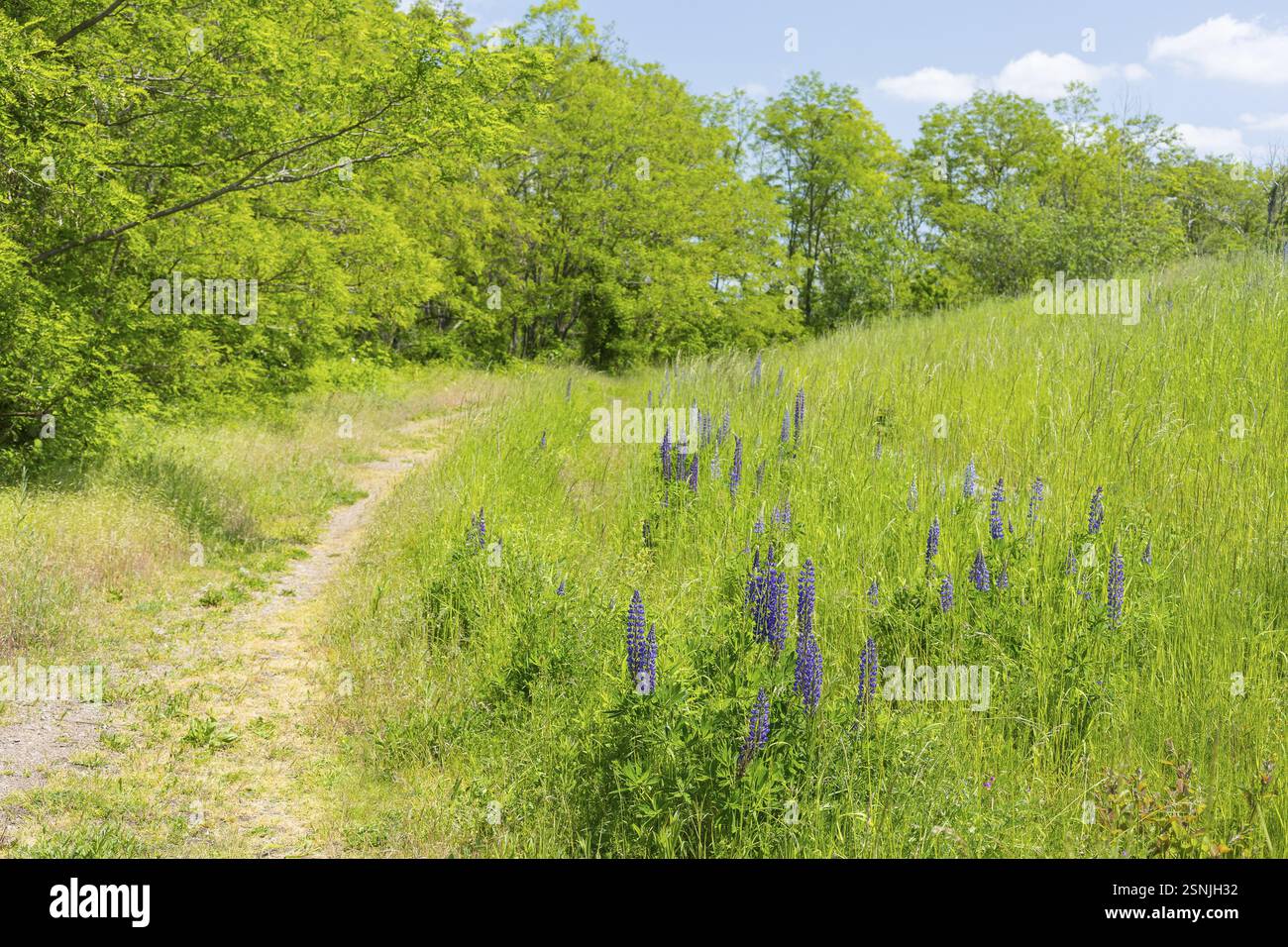 Le lupin à feuilles étroites (Lupinus polyphyllus) fleurit en bleu sur la Halde I sur le Heller, Dresde, Saxe, Allemagne, Europe Banque D'Images