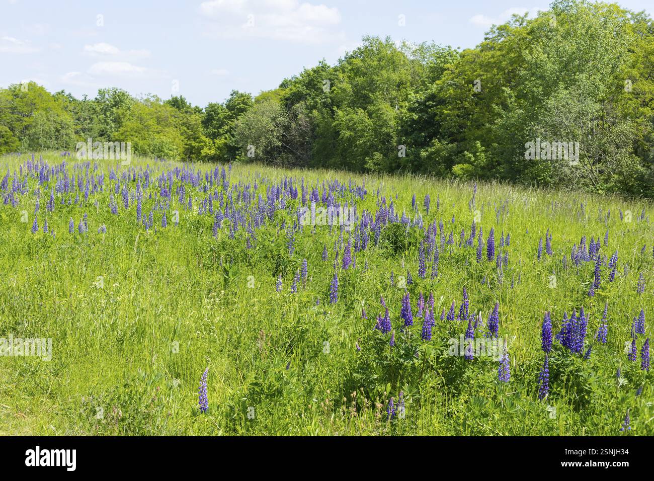 Le lupin à feuilles étroites (Lupinus polyphyllus) fleurit en bleu sur la Halde I sur le Heller, Dresde, Saxe, Allemagne, Europe Banque D'Images