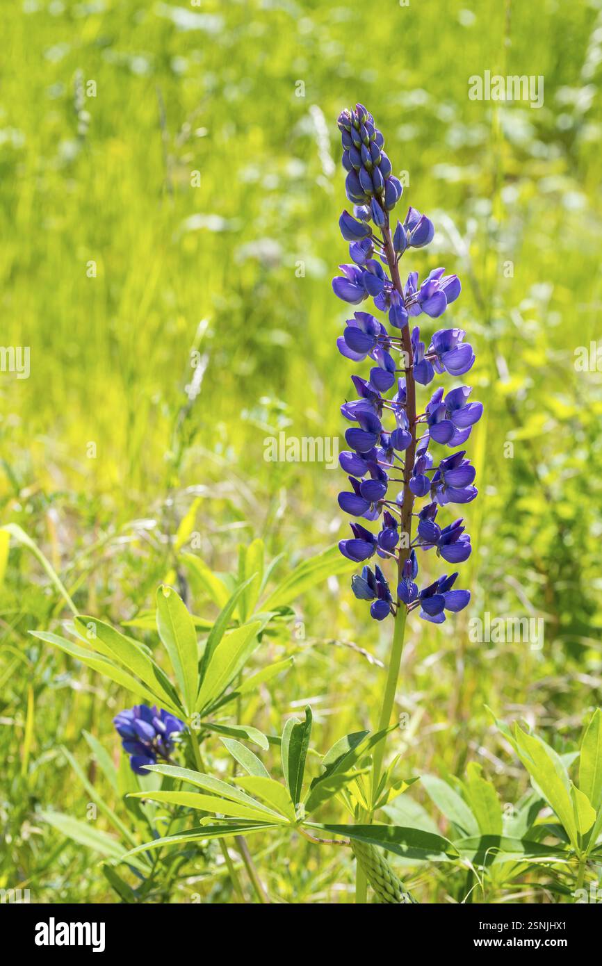 Le lupin à feuilles étroites (Lupinus polyphyllus) fleurit en bleu sur la Halde I sur le Heller, Dresde, Saxe, Allemagne, Europe Banque D'Images
