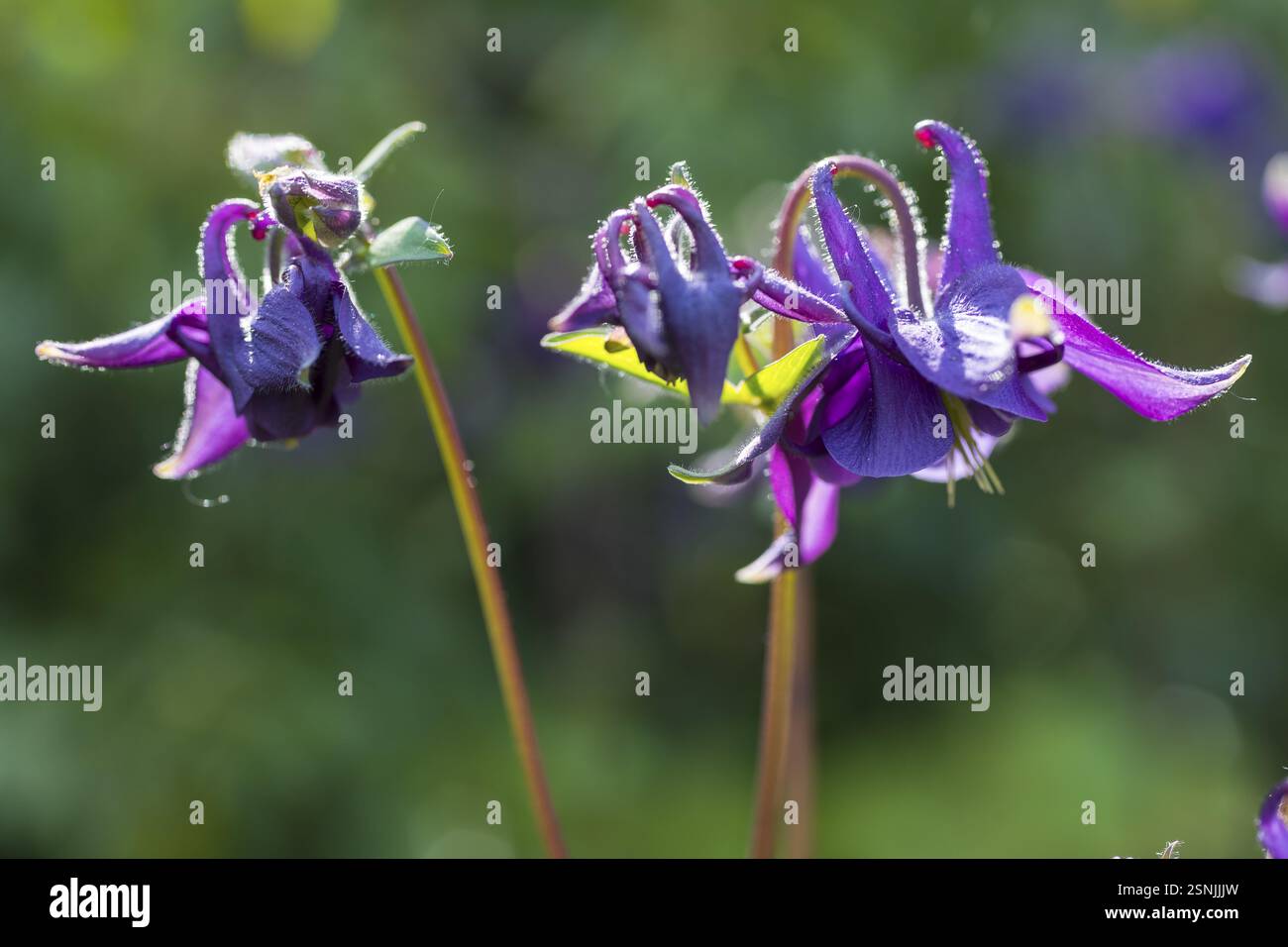 Columbine (Aquilegia) fleurit en bleu et violet Banque D'Images