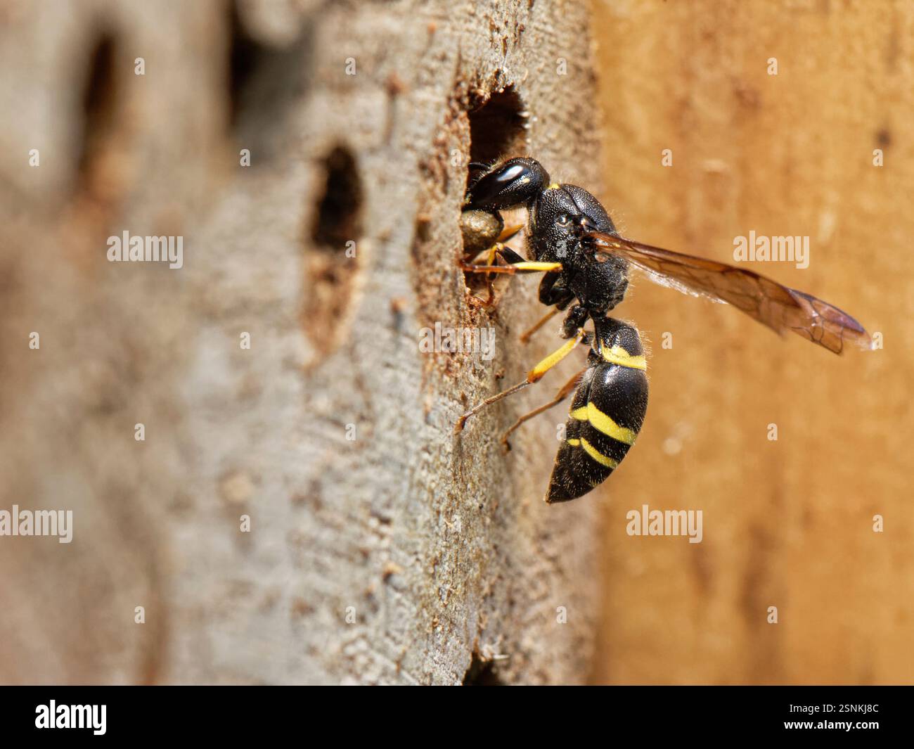 Guêpe Mason / guêpe potier (Ancistrocerus sp.) Entrer dans son terrier de nid dans un hôtel d'insectes avec une boule de boue pour le sceller avec, Wiltshire, Royaume-Uni, août. Banque D'Images