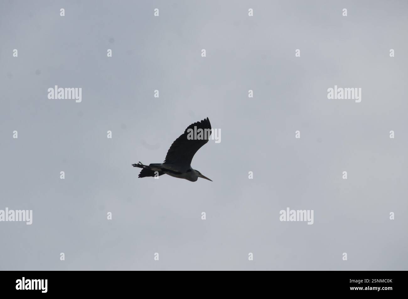 Un héron gris avec un long cou et bec s'élève à travers un ciel nuageux au-dessus de l'Allemagne, Munich. Ses ailes sont tendues, et ses jambes sont rentrées comme elle Banque D'Images