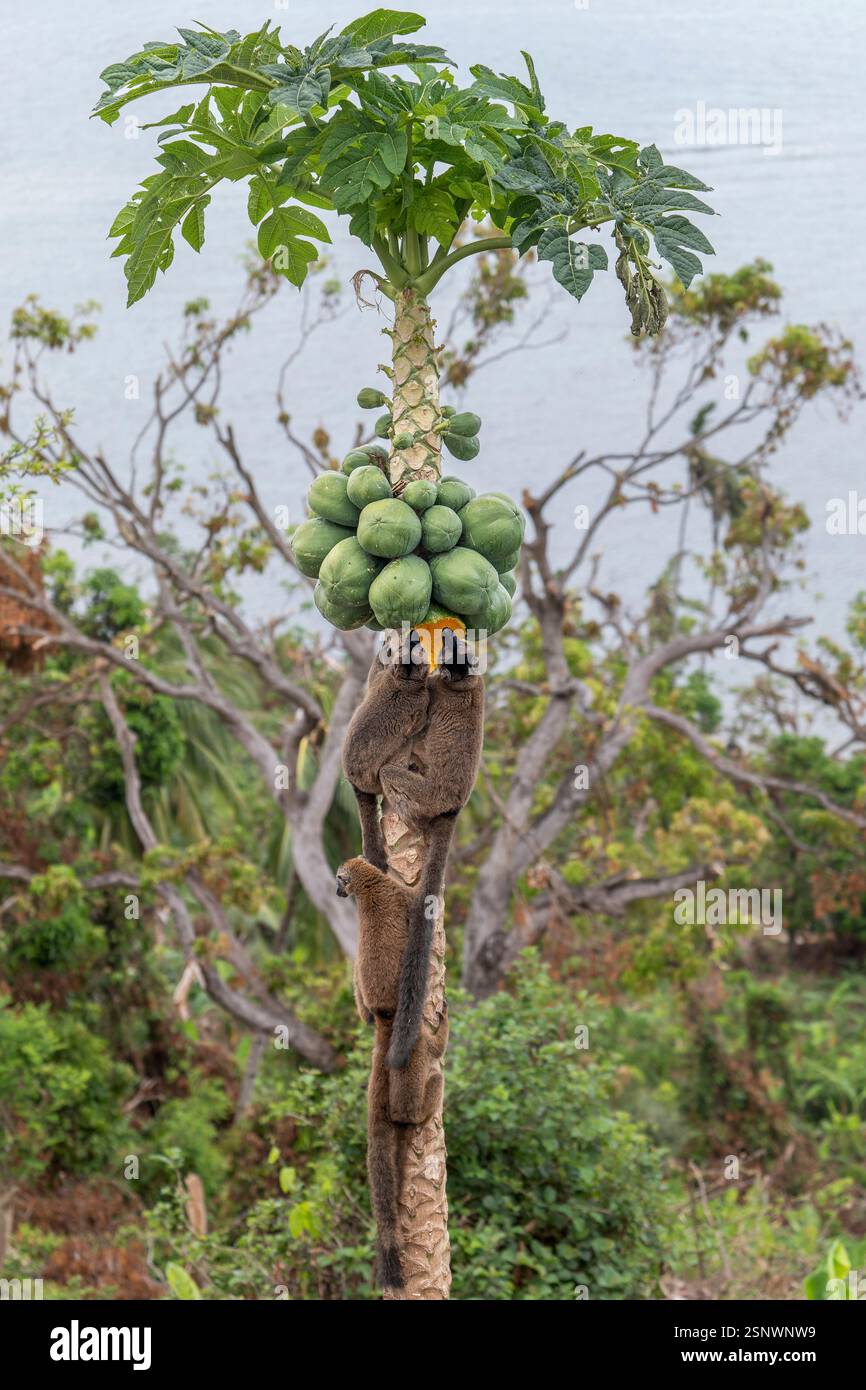 Lémuriens bruns (makis) sur un papaye à Mayotte, mettant en valeur le comportement naturel et la faune vibrante de l'océan Indien. Banque D'Images