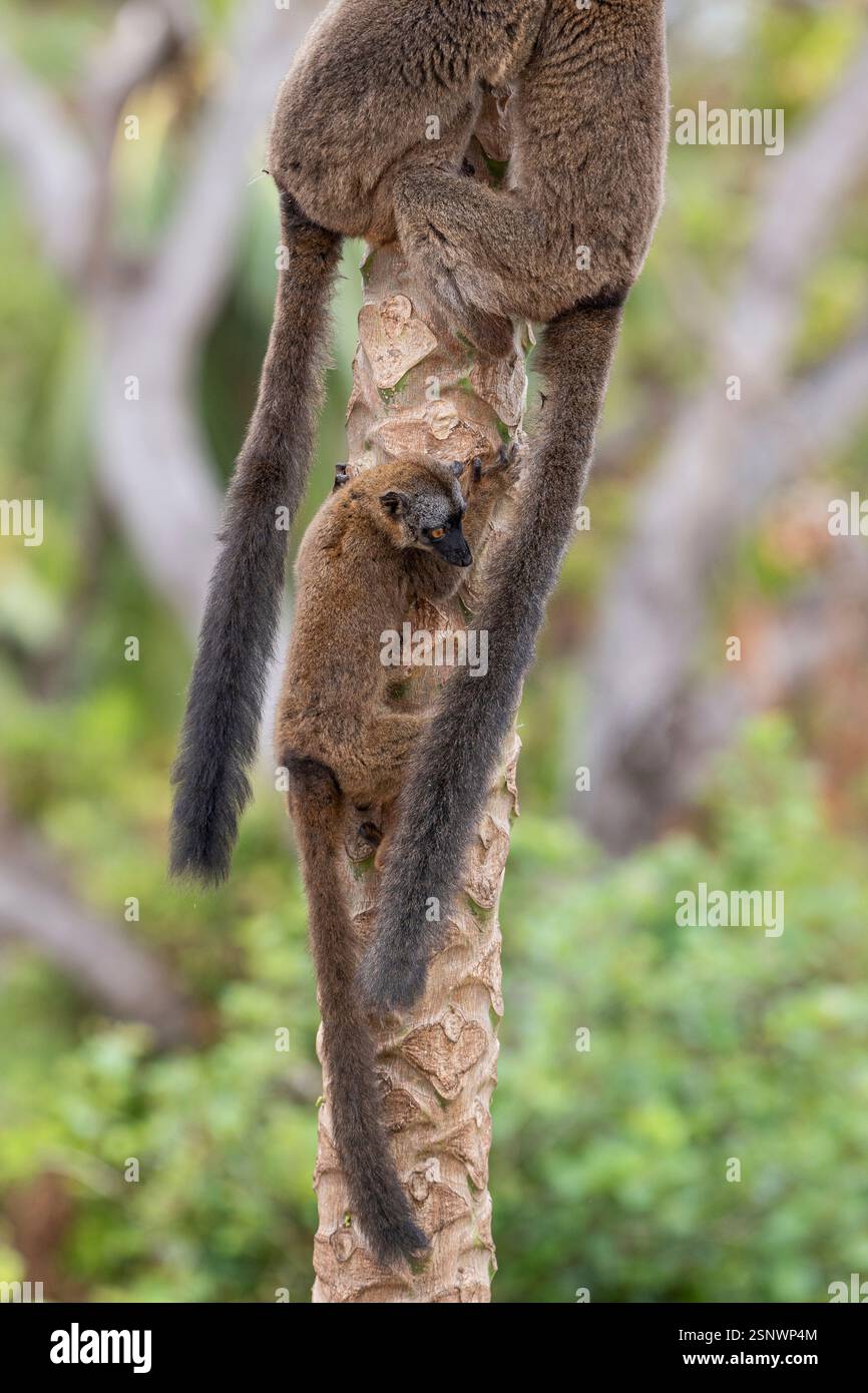 Lémuriens bruns (makis) sur un papaye à Mayotte, mettant en valeur le comportement naturel et la faune vibrante de l'océan Indien. Banque D'Images