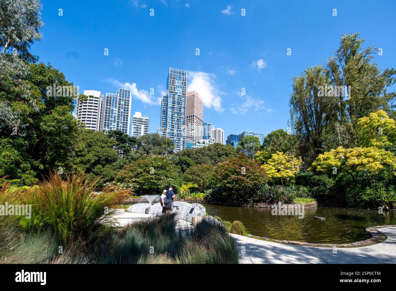 Les gratte-ciel de la ville surplombent les arbres, un étang avec fontaine entouré de fougères, d'herbes, d'arbres et d'arbustes dans treasury Gardens Melbourne Banque D'Images