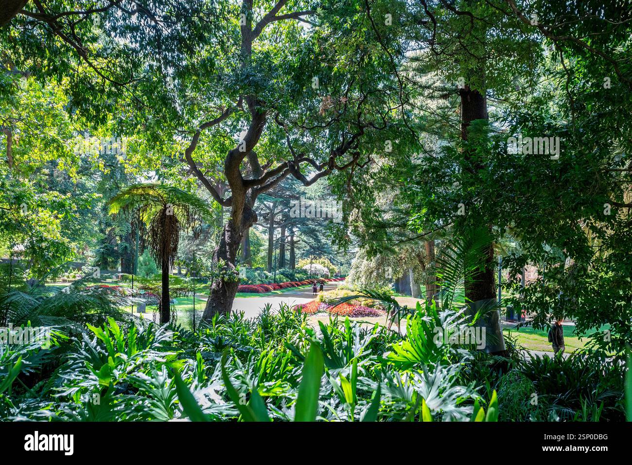 Arbres vert vif et sous-bois en lumière diffuse, bordures fleuries colorées dans Fitzroy Gardens, un parc public populaire pour les promenades à Melbourne Banque D'Images