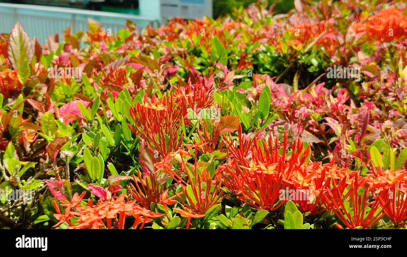 Oasis de Hamilton Island : des fleurs rouges éclatantes éclatent d'un buisson vert luxuriant, créant une touche de couleur au milieu des arbres environnants. Banque D'Images