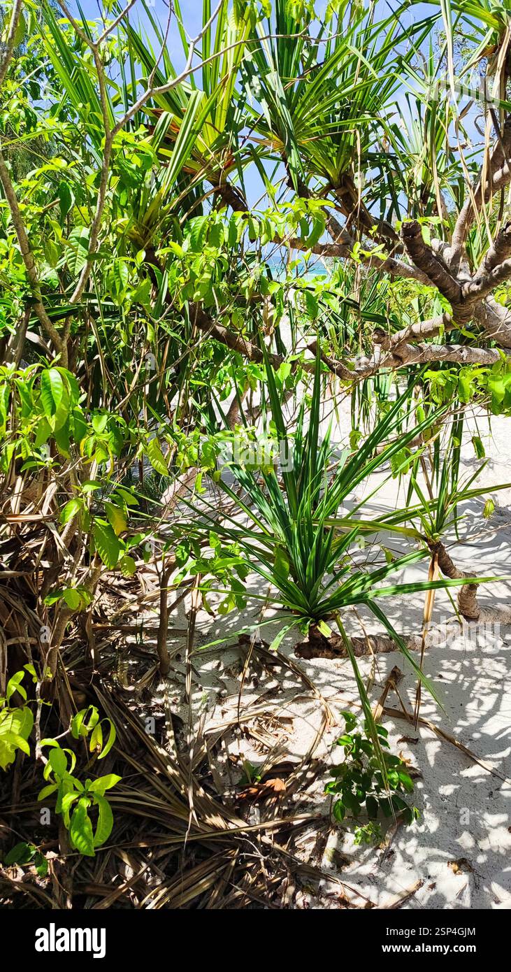 Les palmiers et les plantes tropicales prospèrent sur la plage de sable de Hamilton Island. Les grands palmiers verts fournissent de l'ombre sous un ciel bleu clair. Plage tropicale pittoresque v Banque D'Images