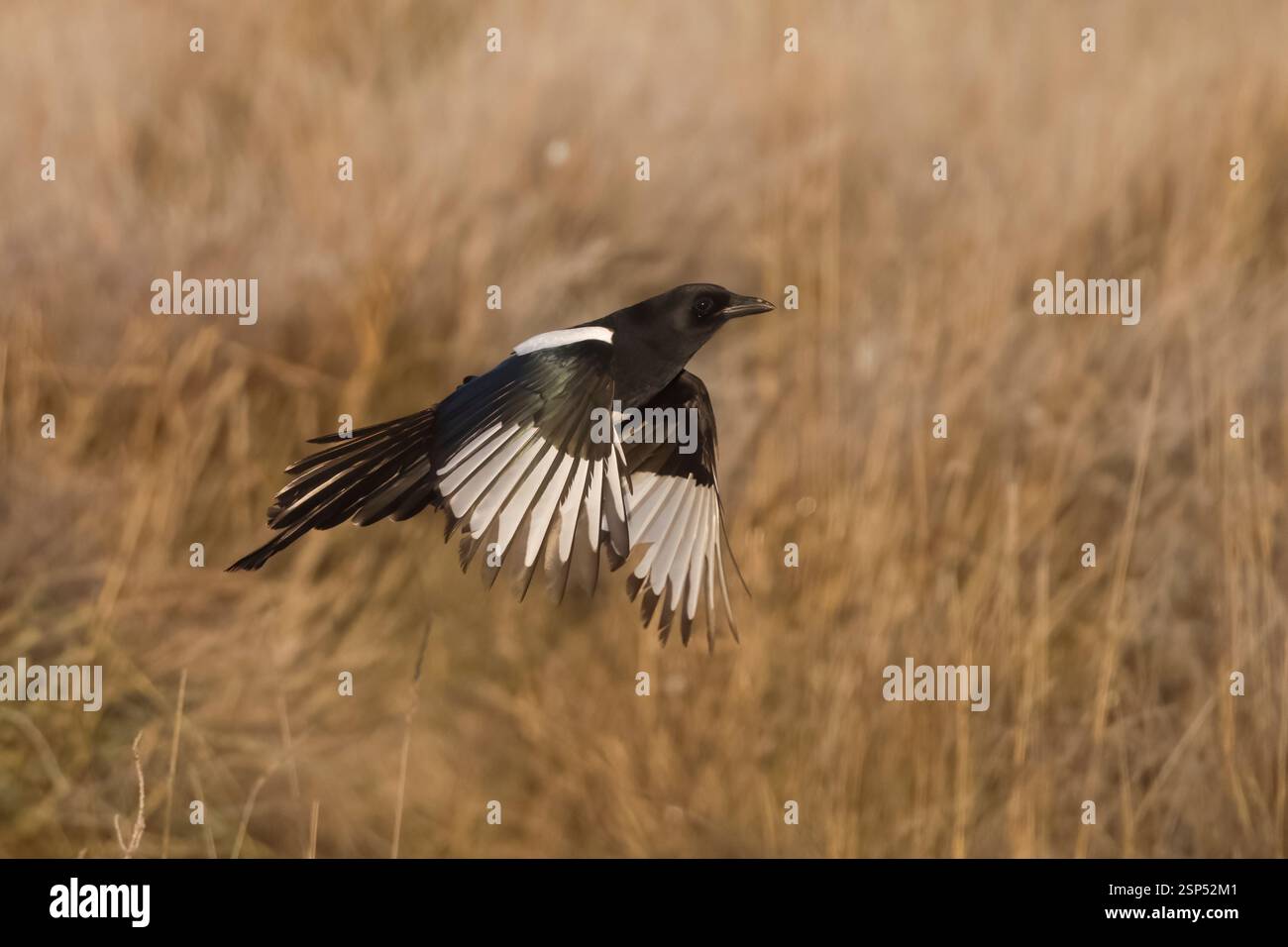 Magpie commune en vol en Espagne Banque D'Images