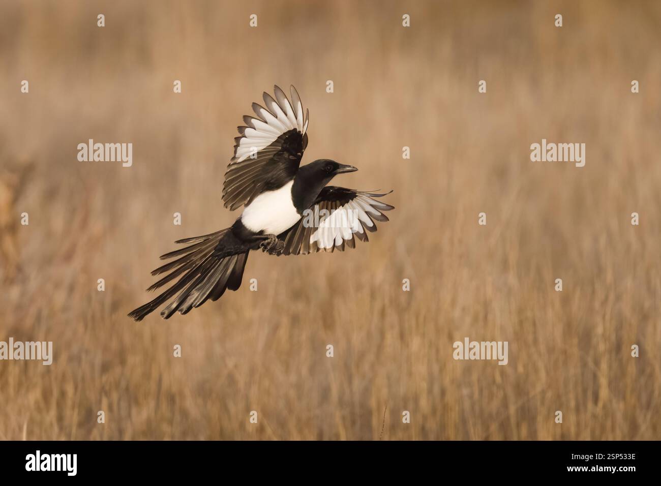 Magpie commune en vol en Espagne Banque D'Images