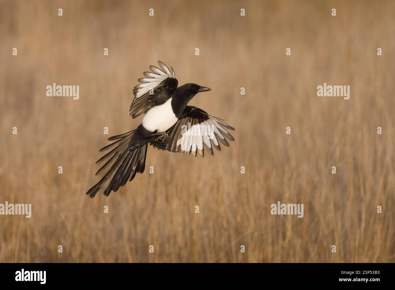 Magpie commune en vol en Espagne Banque D'Images