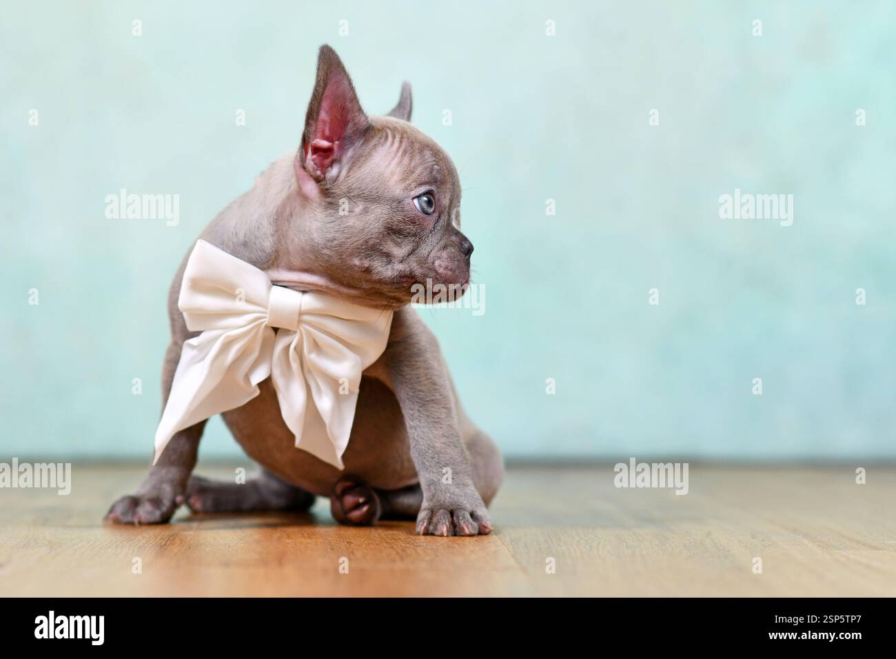 Chiot chien bouledogue français lilas avec ruban de cou devant le fond de studio avec espace de copie Banque D'Images