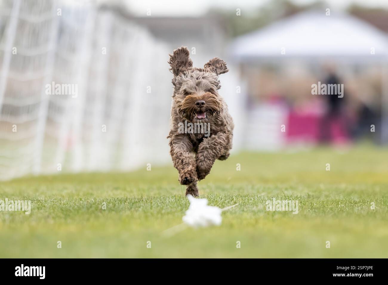 Cobberdog Labradoodle Poodle Mix Running Lure course Sprint Dog Sport Banque D'Images