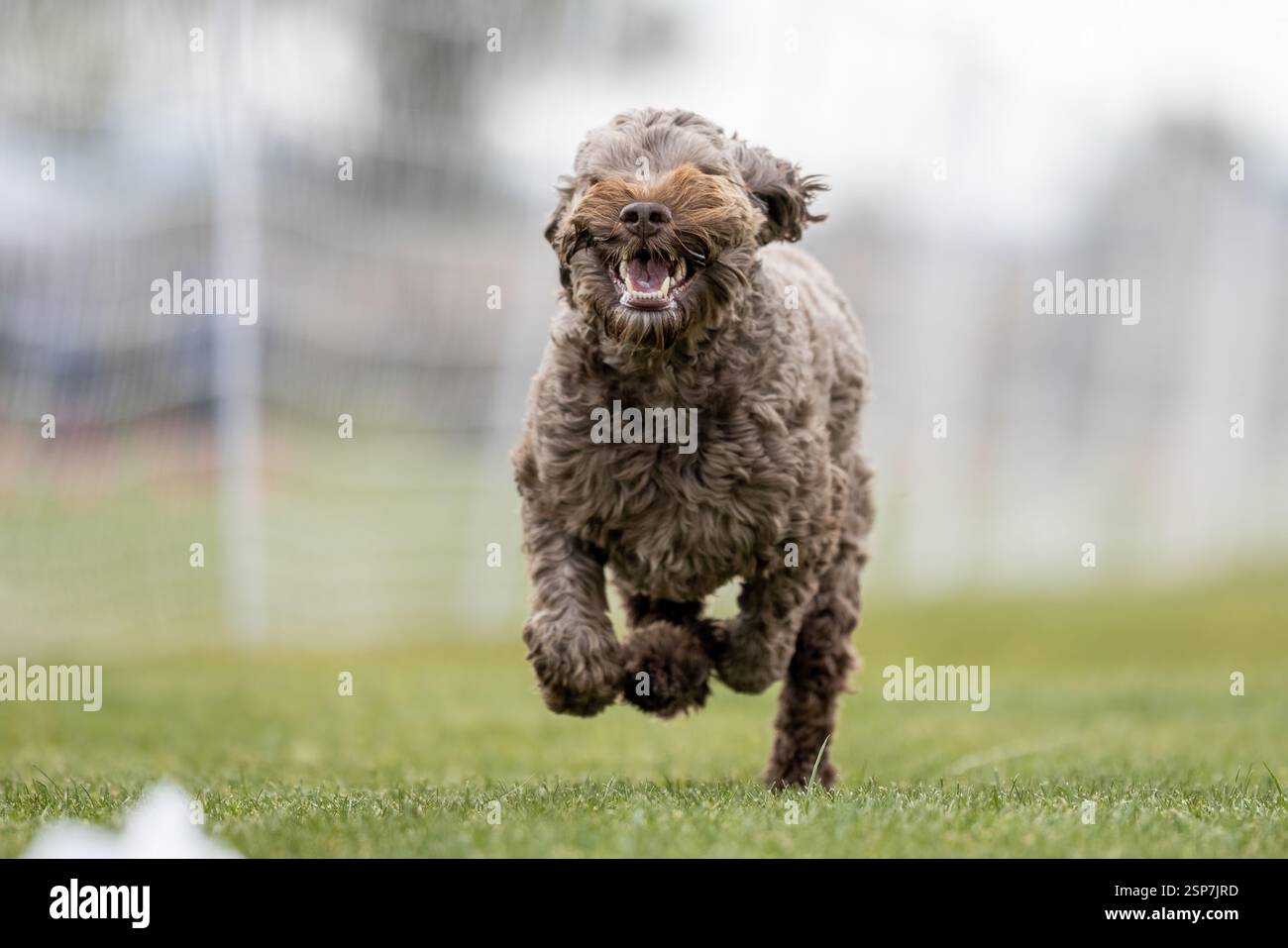 Cobberdog Labradoodle Poodle Mix Running Lure course Sprint Dog Sport Banque D'Images