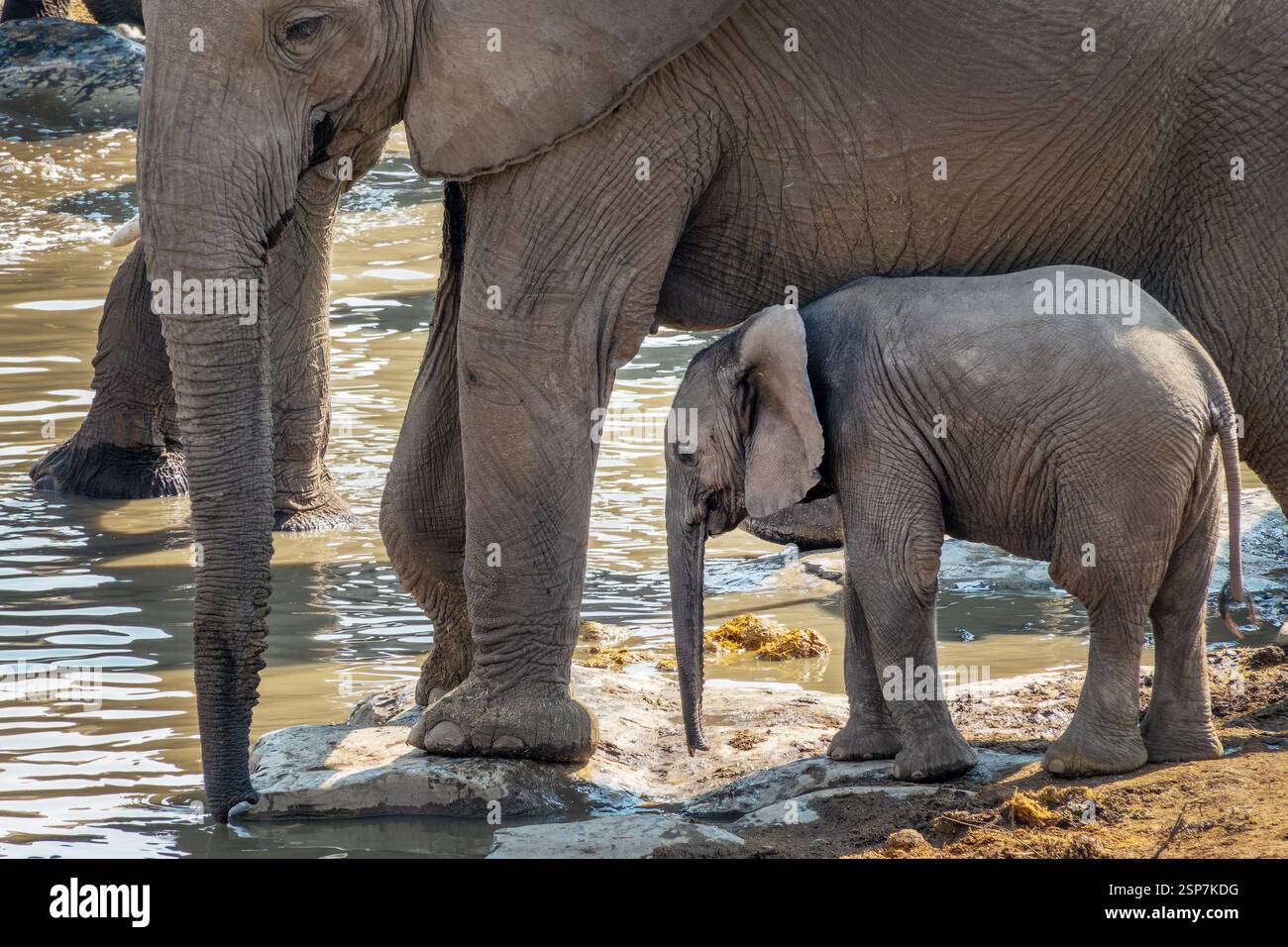 Éléphant bébé veau et vue de côté de la mère dans le parc national d'Etosha, safari de la faune et chasse au gibier en Namibie, Afrique Banque D'Images