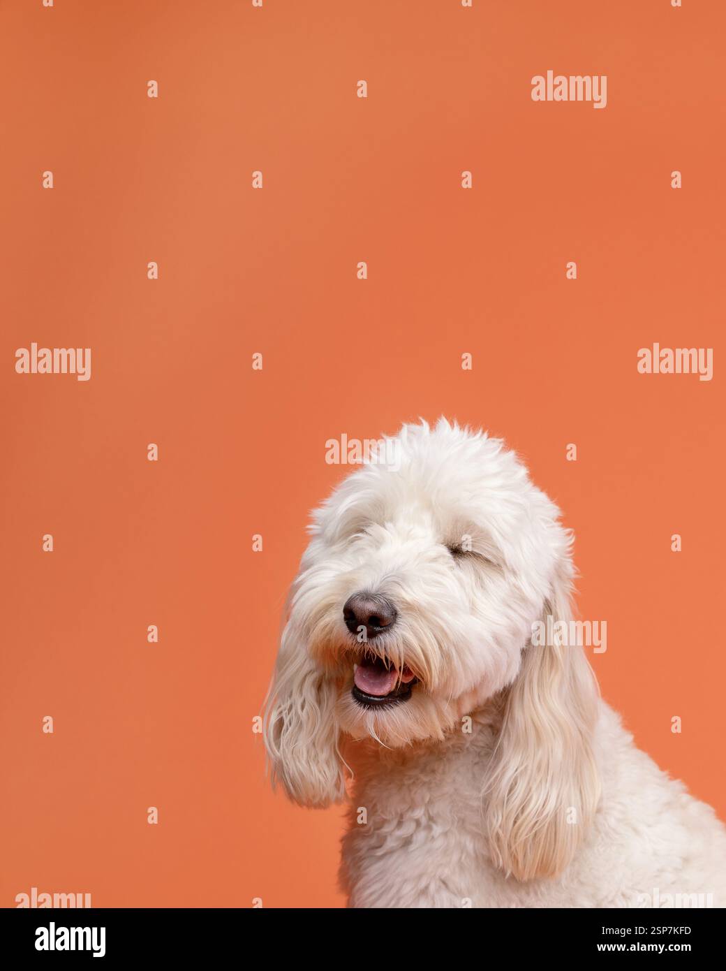 mini chien doodle doré assis dans un studio contre un bac orange Banque D'Images