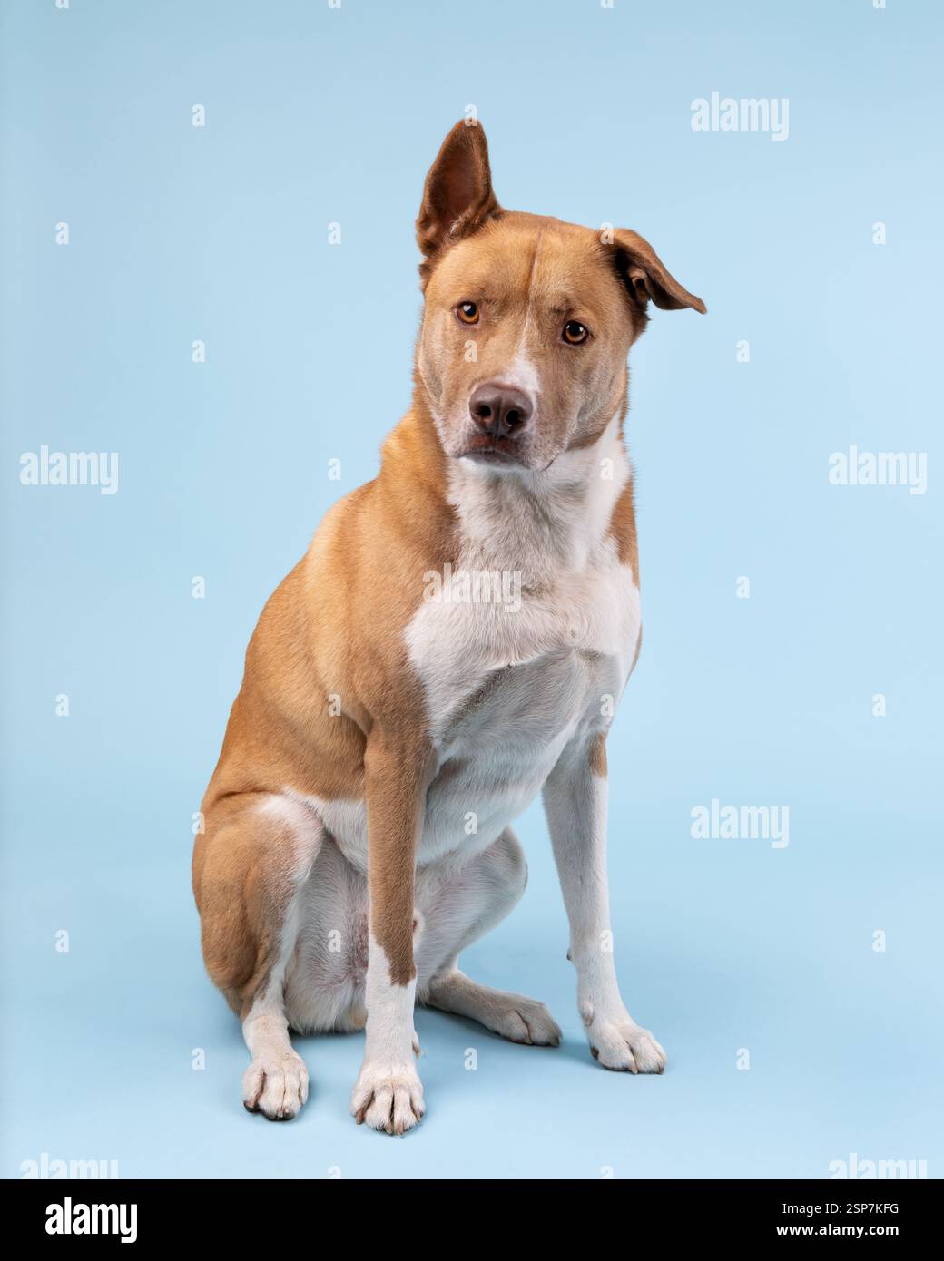 un chien pitt bull husky de race mixte assis à nouveau dans un studio Banque D'Images