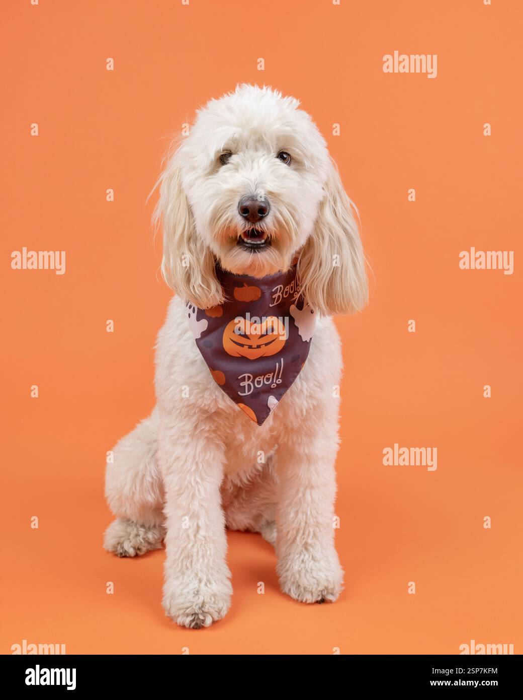 mini chien doodle doré assis dans un studio contre un bac orange Banque D'Images