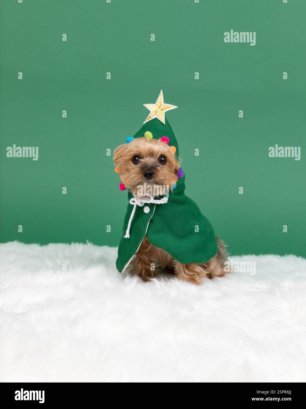 yorkie en studio habillé comme arbre de noël, avec backgroun vert Banque D'Images