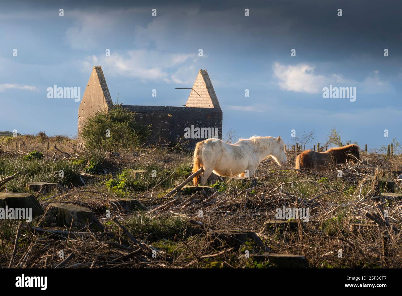 Poneys sauvages emblématiques de Bodmin sur Bodmin Moor en Cornouailles au Royaume-Uni. Banque D'Images