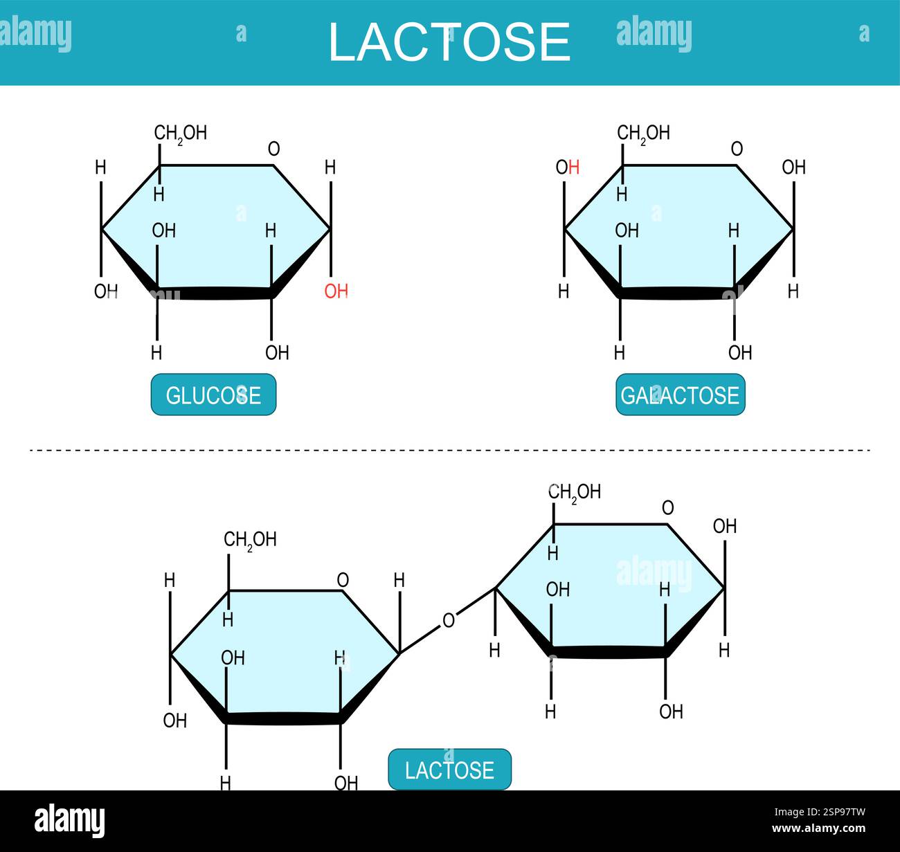 Molécules de galactose, glucose et lactose. Formule structurale chimique moléculaire et modèle du disaccharide. Monosaccharide. Métabolisme des sucres. Énergie s Illustration de Vecteur