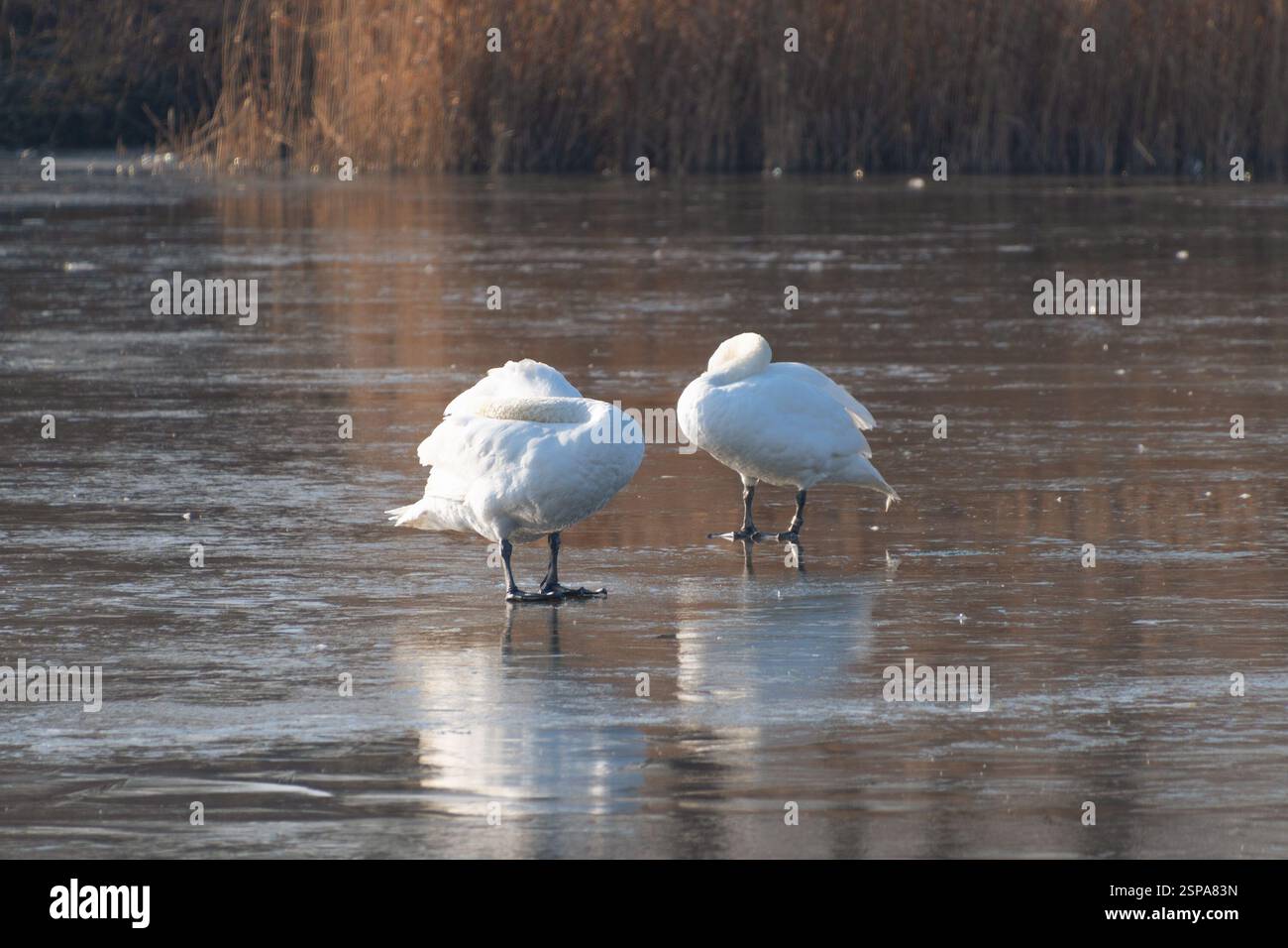Des cygnes muets se tiennent sur la glace d'un lac gelé. Comportement des oiseaux en hiver. Banque D'Images