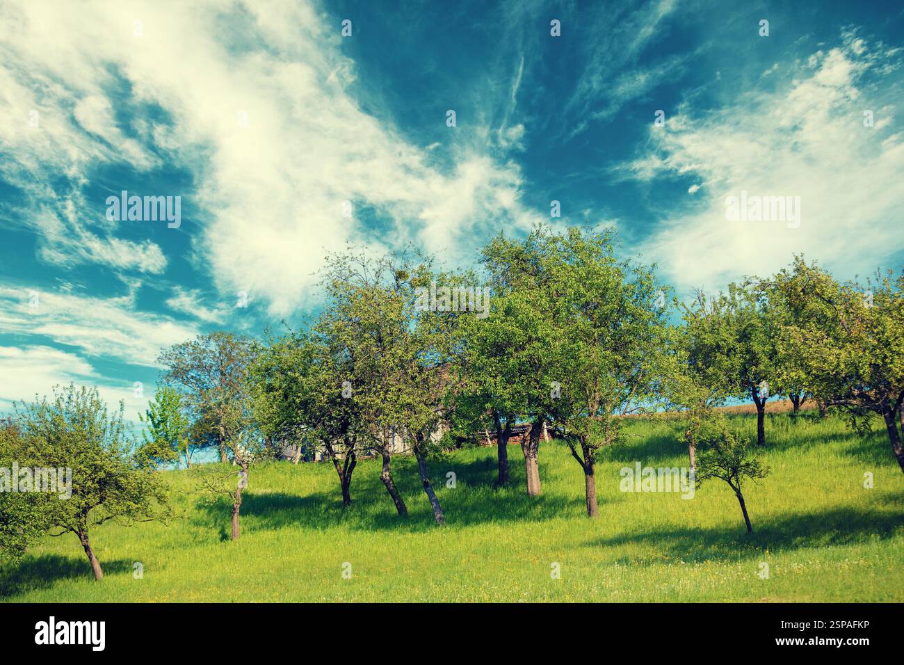 Oliviers sur la colline verdoyante herbeuse avec un ciel nuageux Banque D'Images