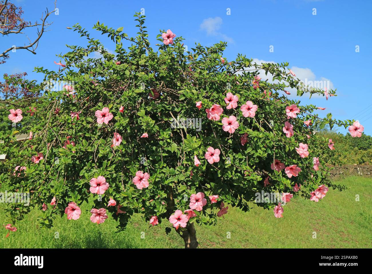 Hibiscus rose à fleurs arbre sur l'île de Pâques, Chili, Amérique du Sud Banque D'Images