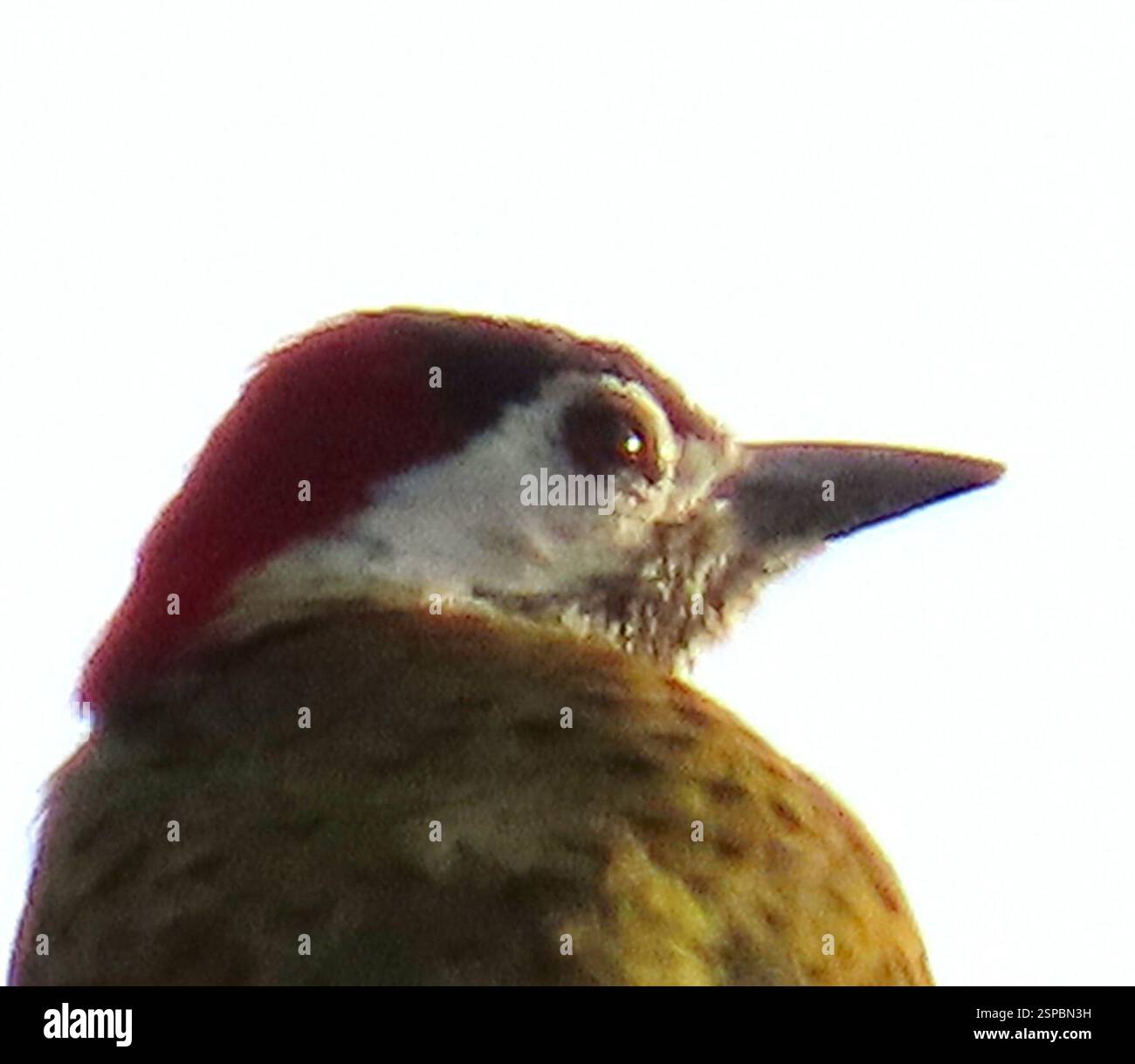 Pics à pois (Colaptes punctigula), Aves, Carretera Panamericana, Darien, PA, pic à pois (Colaptes punctigula) 'pic à pois moyen, ensemble olive doré avec taches noires audacieuses sur le corps et les ailes. Motif de visage frappant avec nuque rouge, forteresse noire, joue blanche et gorge à carreaux. Les mâles présentent également une moustache rouge ; les sexes sont similaires. Répandu mais généralement peu commun ; trouvé dans une variété d'habitats et de lisières forestiers ouverts, y compris la deuxième croissance et les jardins de broussailles. L'appel le plus souvent entendu est une série de notes de perplexité, "pi-pi-pi-pi-pi-pi". EBird http Banque D'Images