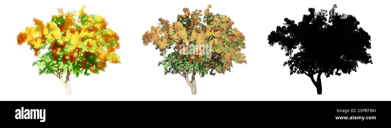 Ensemble ou collection de buissons de Bougainvillea, peints, naturels et comme une silhouette noire, isolés sur fond blanc Banque D'Images