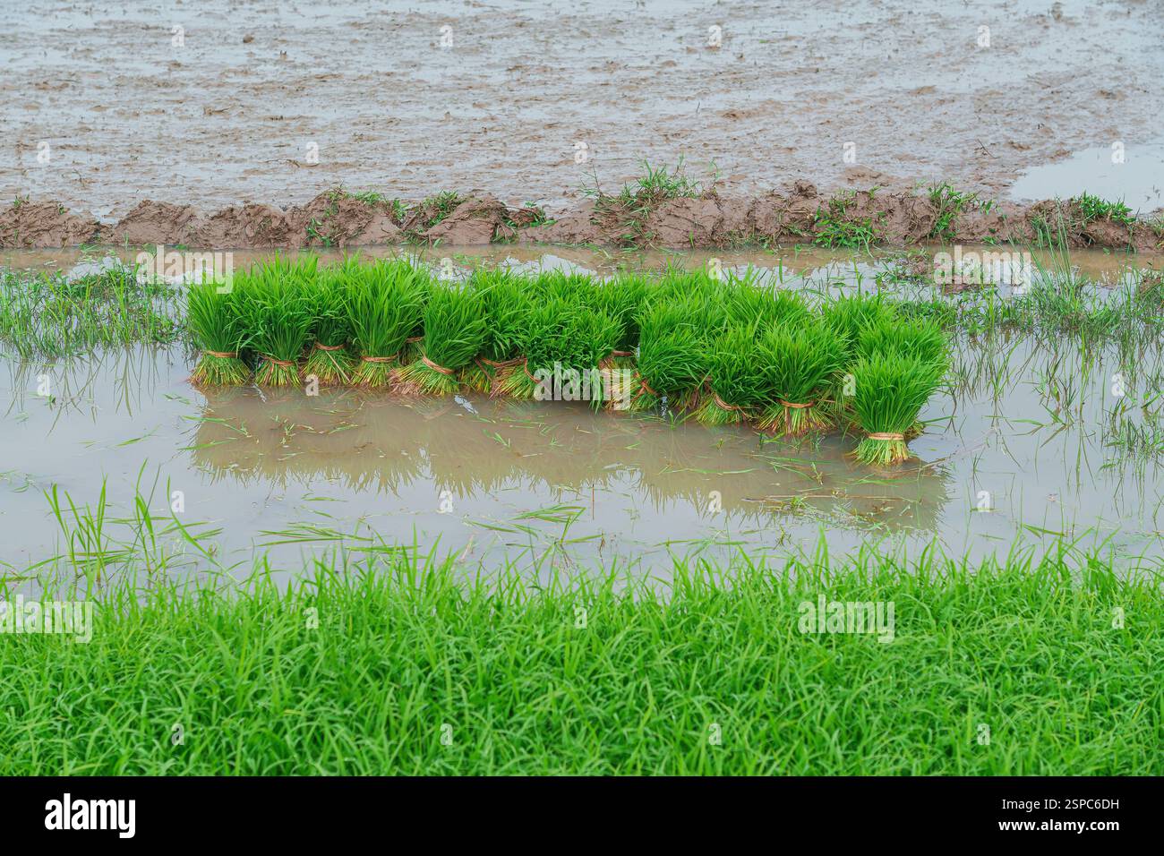 Gros plan de semis de riz vert vif debout dans de l'eau boueuse, baignés dans la lumière douce du soleil du matin. Banque D'Images