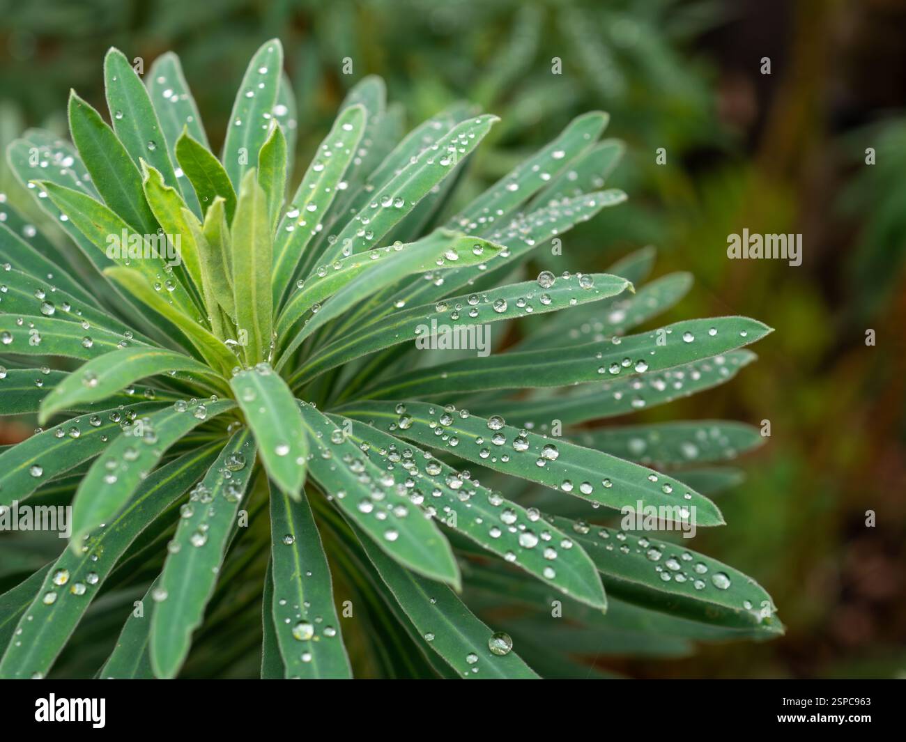 Gros plan des gouttes de pluie sur les feuilles d'Euphorbia characias wulfenii (éperon) - gouttelettes sphériques d'eau de pluie démontrant les principes de tension superficielle Banque D'Images