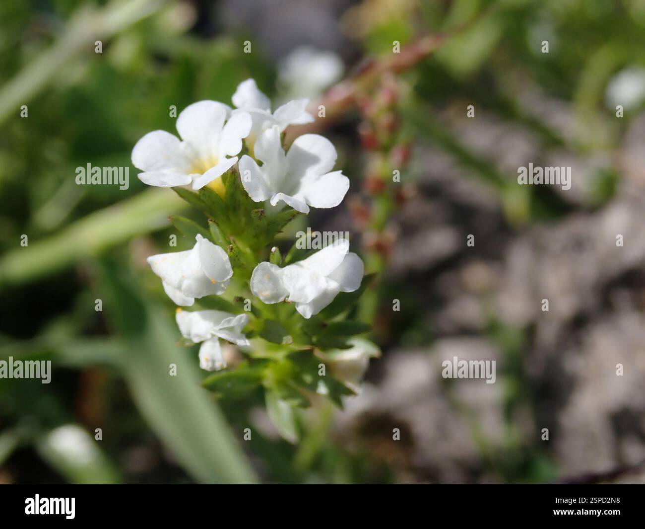 Fleurs de peuplier (Plagiobothrys), Plantae, réserve régionale de Black Diamond Mines, Antioche, CA, US Banque D'Images