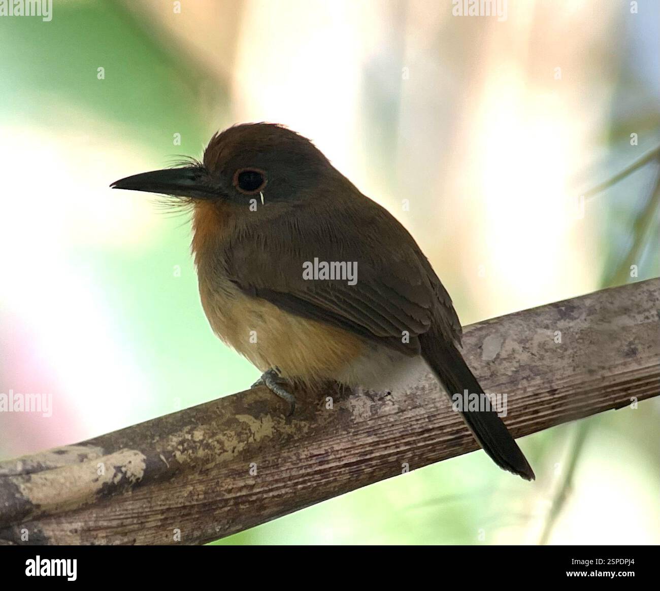 Nunlet à joues grises (Nonnula frontalis), Aves, Darien, PA, Nunlet à joues grises (Nonnula frontalis) 'rare et discrète dans les forêts et les bois, typiquement avec un sous-étage dense. Distinctif dans une plage limitée. Plutôt dosé avec un gros billet légèrement découpé. Brunâtre avec couronne rousse plus chaude, joue grise et gorge fauve. Notez également les yeux rosâtres. Sexes similaires. Perchoirs stolidly dans les niveaux inférieur à moyen ; généralement seul ou par paires. » EBird https://ebird.org/species/gycnun1/ Banque D'Images