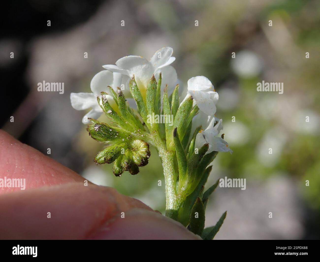 Fleurs de peuplier (Plagiobothrys), Plantae, réserve régionale de Black Diamond Mines, Antioche, CA, US Banque D'Images