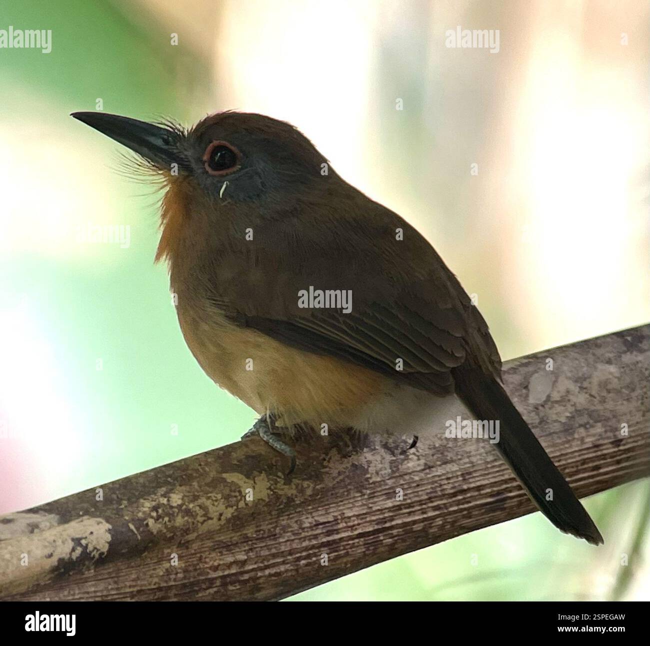 Nunlet à joues grises (Nonnula frontalis), Aves, Darien, PA, Nunlet à joues grises (Nonnula frontalis) 'rare et discrète dans les forêts et les bois, typiquement avec un sous-étage dense. Distinctif dans une plage limitée. Plutôt dosé avec un gros billet légèrement découpé. Brunâtre avec couronne rousse plus chaude, joue grise et gorge fauve. Notez également les yeux rosâtres. Sexes similaires. Perchoirs stolidly dans les niveaux inférieur à moyen ; généralement seul ou par paires. » EBird https://ebird.org/species/gycnun1/ Banque D'Images