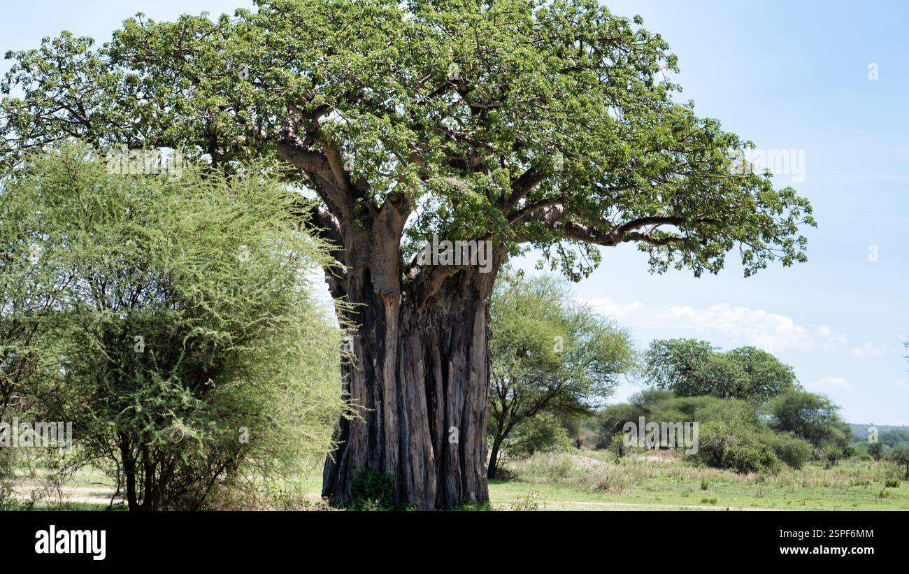 Le majestueux Baobab Tree se dresse dans un magnifique paysage naturel entouré par la nature Tarangire National Park Tanzania Africa Banque D'Images