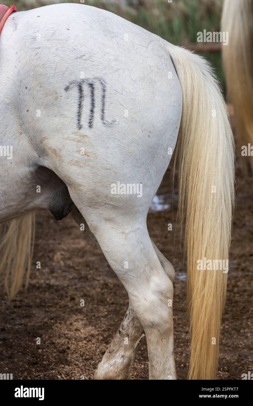 Camargue cheval marquage sur la cuisse Banque D'Images