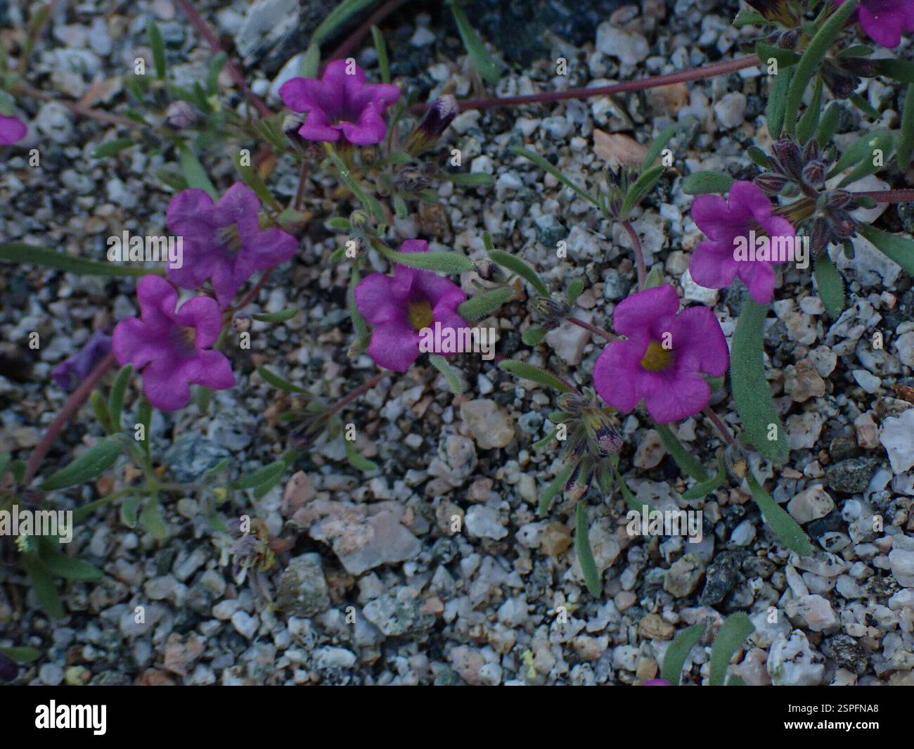 Tapis violet (Nama demissa), Plantae, Palm Springs, CA, États-Unis Banque D'Images