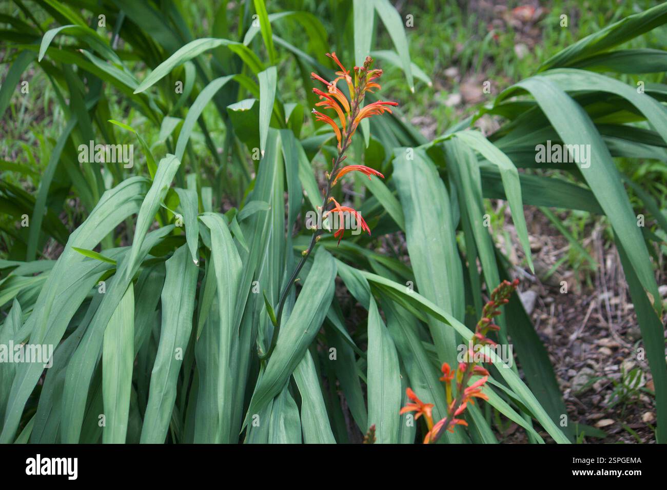 Drapeau africain (Chasmanthe floribunda), Plantae, Pasadena, CA, États-Unis Banque D'Images