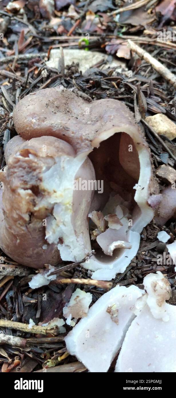 Couronne rose (Sarcosphaera coronaria), champignons, Sparta 231 00, Grèce Banque D'Images