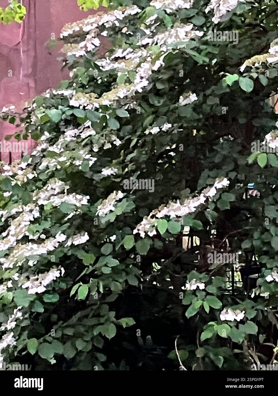 Boule de neige japonaise (Viburnum plicatum), Plantae, Mario Lanza Park, Philadelphie, PA, ÉTATS-UNIS Banque D'Images