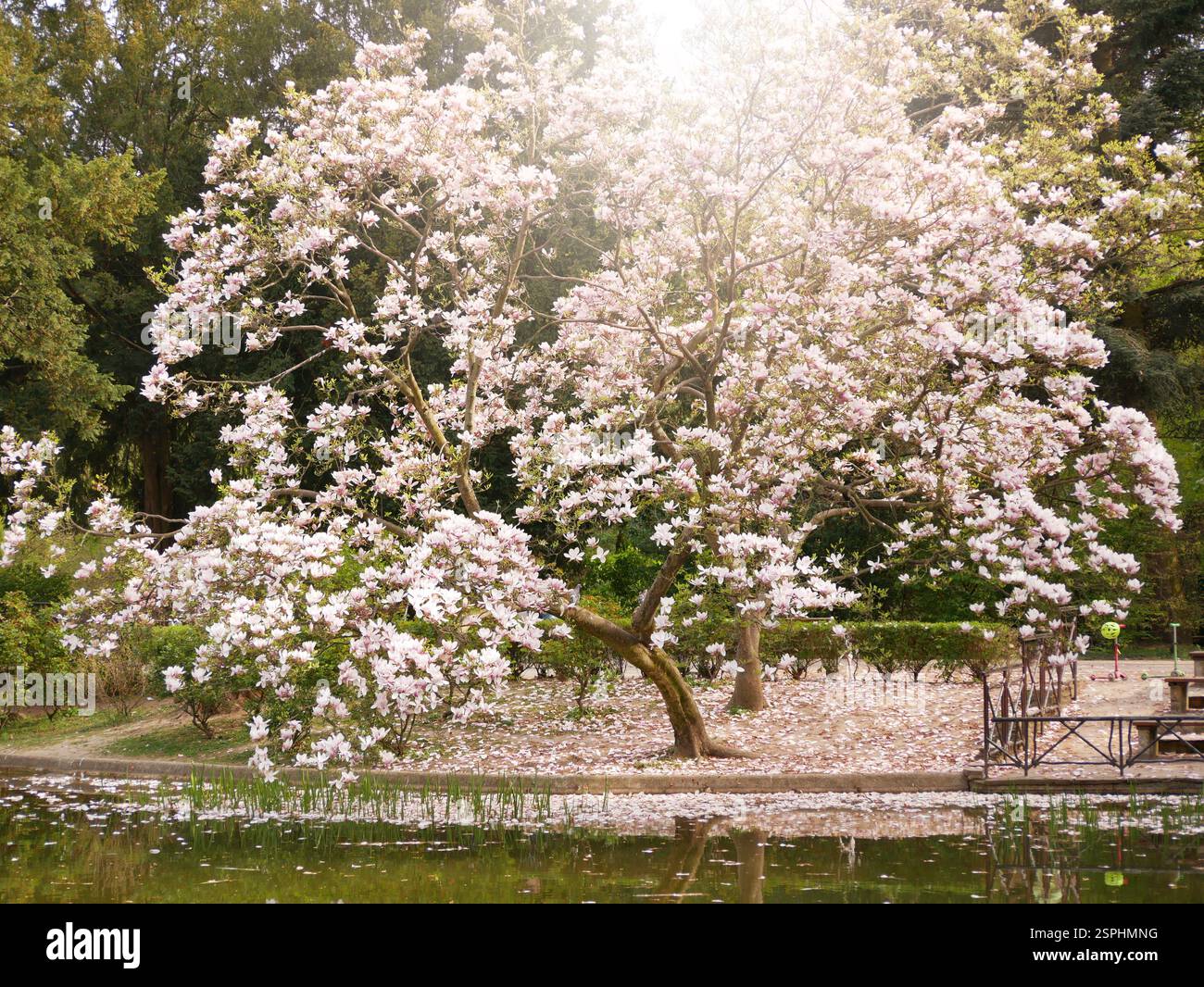 Magnolia fleurissent près du lac et se reflètent dans l'eau dans Turkenschanzpark à Vienne. Photo avec espace de copie clignotant. Concept de ressort. Banque D'Images
