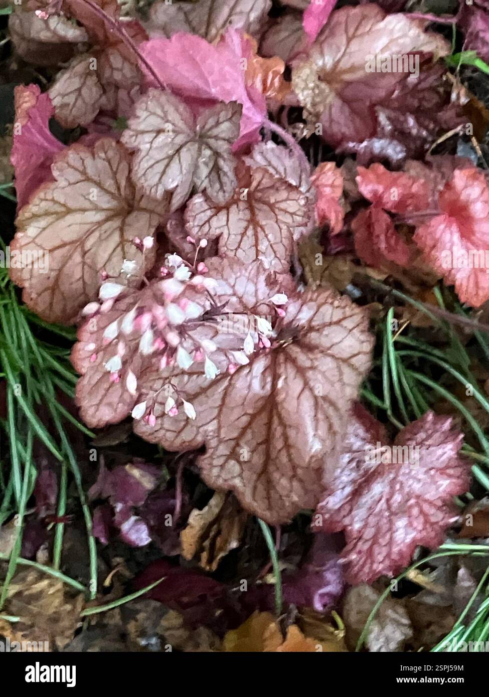 Alumroot américain (Heuchera americana), Plantae, Mario Lanza Park, Philadelphie, PA, ÉTATS-UNIS Banque D'Images