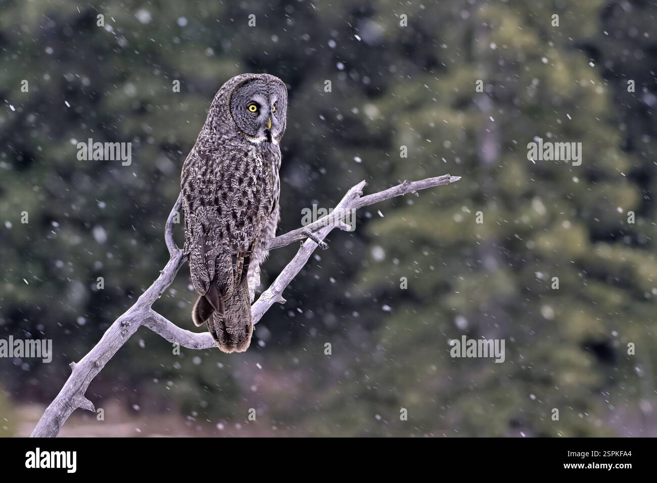 Une image en gros plan d'une chouette grise 'Strix nebulosa', perchée sur une branche d'arbre morte avec des flocons de neige tombant autour de lui dans la région rurale de l'Alberta Canada Banque D'Images