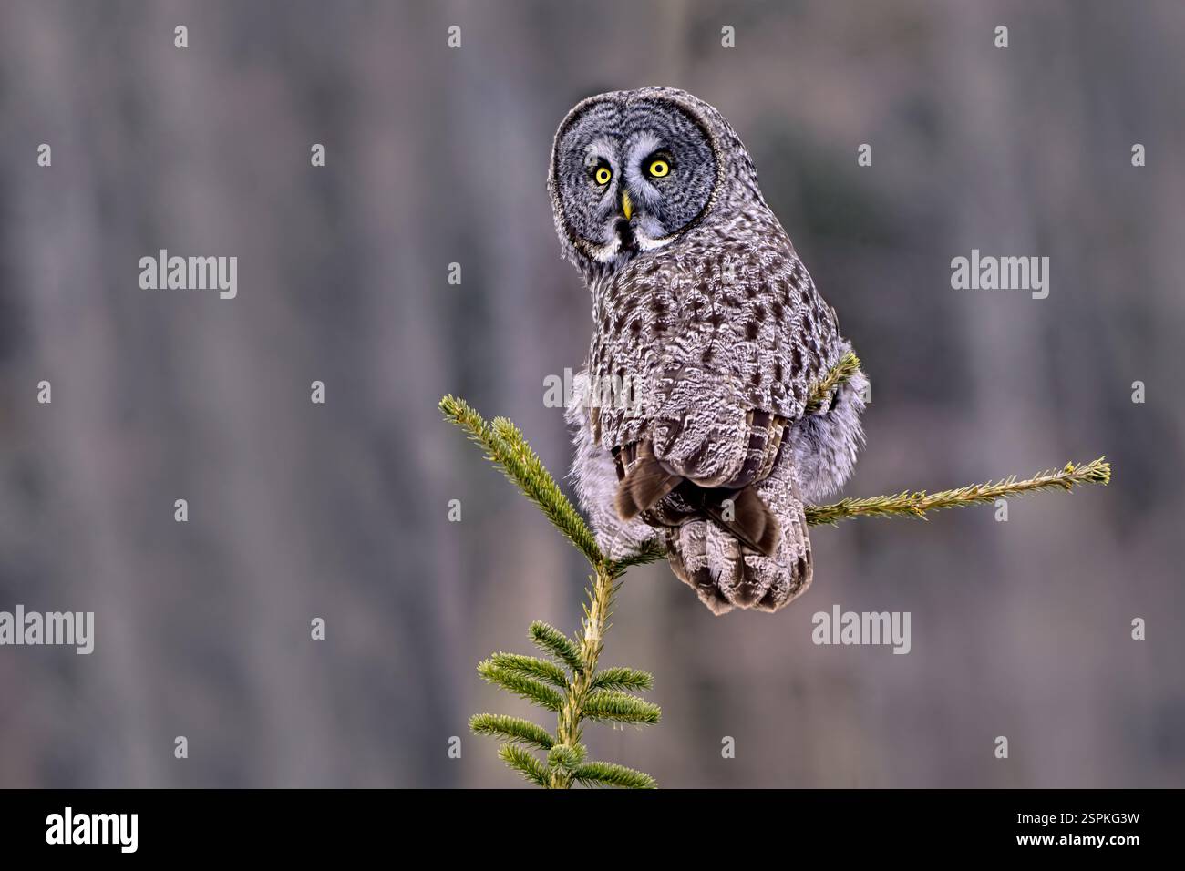 Un grand hibou gris 'Strix nebulosa', perché sur une petite liste d'épicéa en haut pour un bruit dans l'herbe du marais de son perchoir dans la région rurale de l'Alberta Canada Banque D'Images