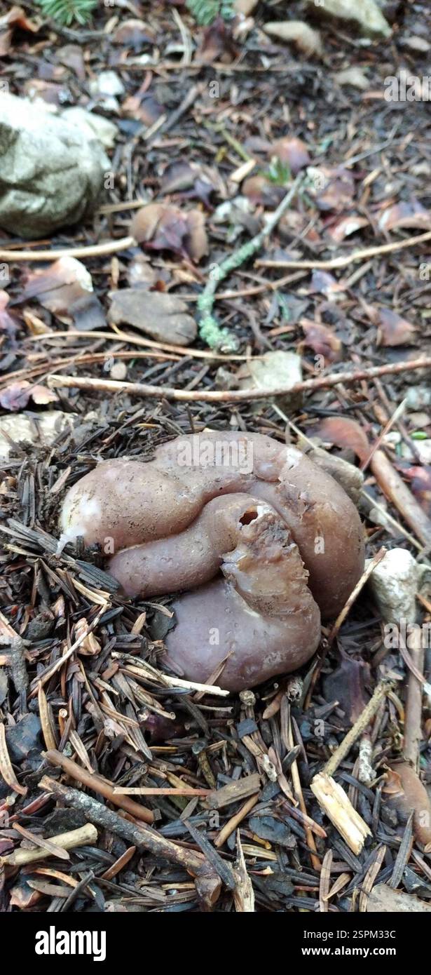 Couronne rose (Sarcosphaera coronaria), champignons, Sparta 231 00, Grèce Banque D'Images