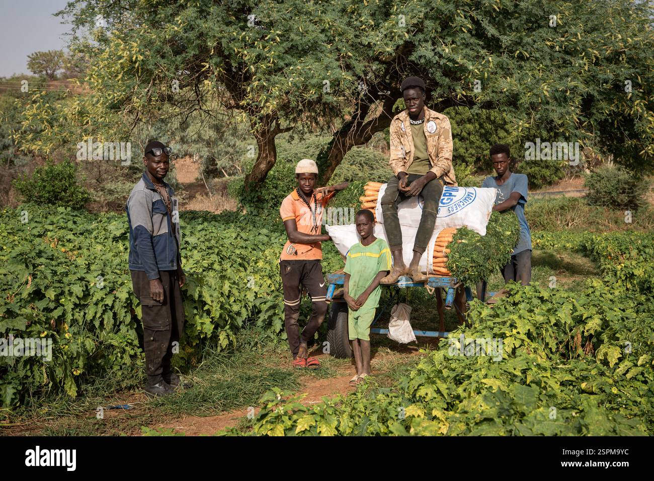 Pape Thiaw, agriculteur de 38 ans et maraîcher à Lompoul sur mer dans son champ le 21 décembre 2024. GCO lui a pris 3 champs, dont 2 ont reçu une compensation qu'il considère trop faible. Il s’est battu pour garder ses terres mais il s’est finalement retrouvé en garde à vue pendant 3 jours suite à un différend avec l’eau et les forêts avant d’être emprisonné un temps avec deux de ses amis. Son équipement d’une valeur de plus de 3 millions de FCFA a été saisi et n’a été restitué qu’aujourd’hui. Auparavant, il employait 18 personnes, il avait beaucoup investi mais maintenant il n'a que 7 employés. - 21/12/2024 - Sénégal/Loug Banque D'Images